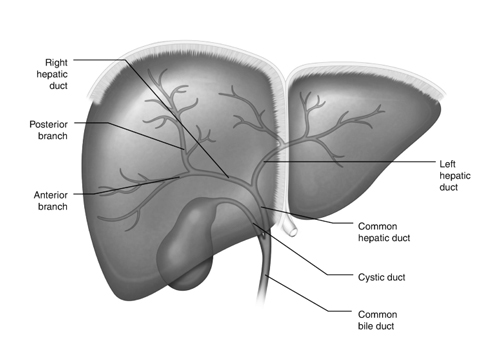 Biliary Tract