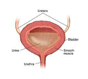 Bladder