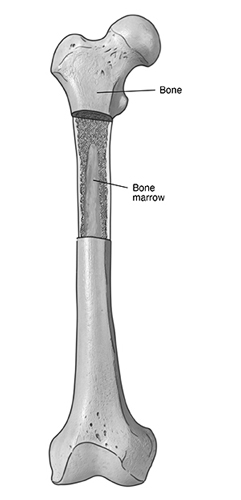 Bone Marrow