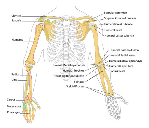 Bones of Your Upper Limbs