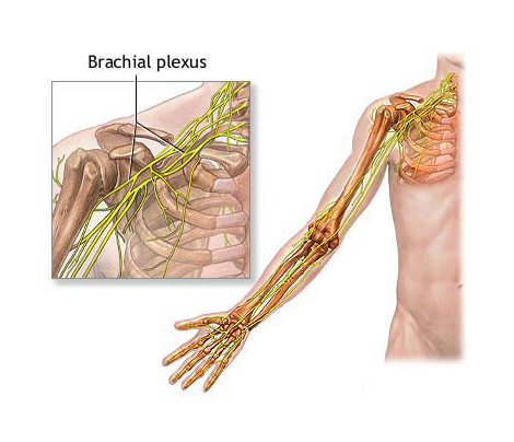 Brachial Plexus