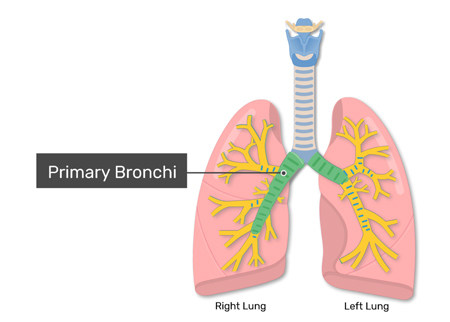 Bronchi