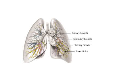 Bronchioles