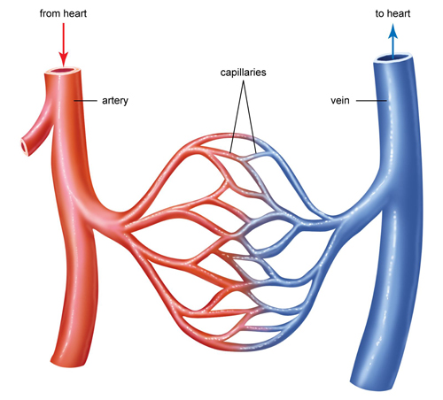 Capillaries