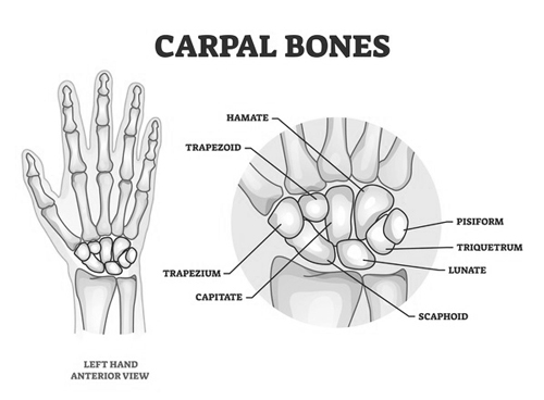 Carpals