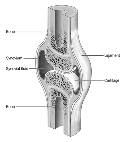 Cartilage