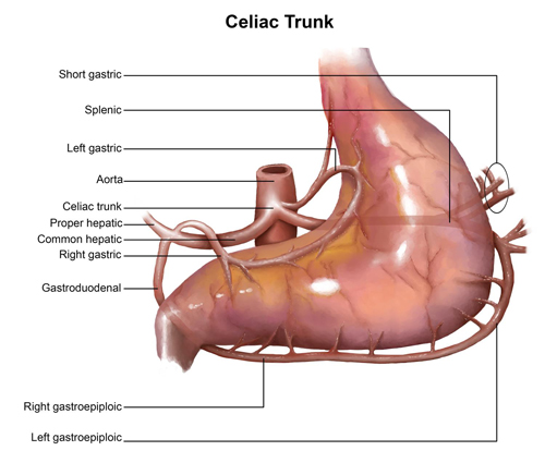 Celiac Trunk