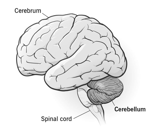 Cerebellum