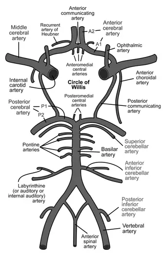 Cerebral Arteries