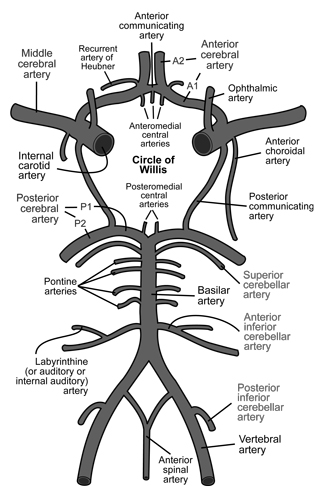 Cerebral Arteries