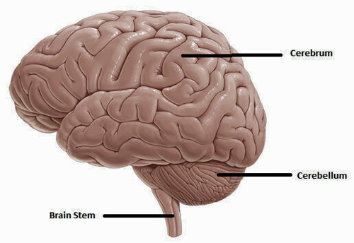 Cerebrum