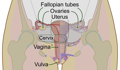 Cervix