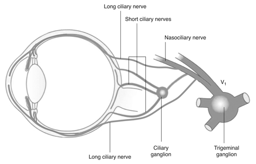 Ciliary Nerves