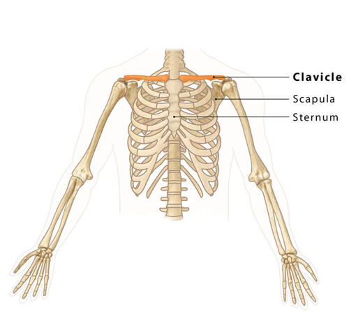 Clavicle