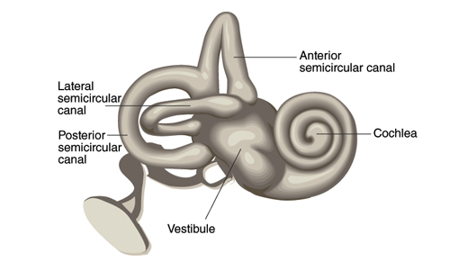 Cochlea