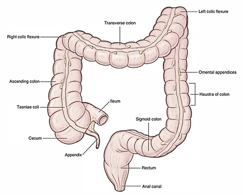 Colic Flexure