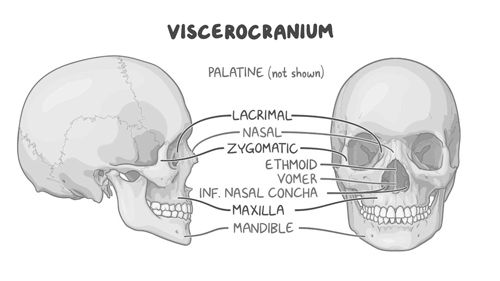 Cranium