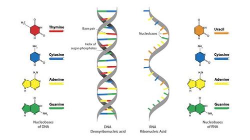 DNA