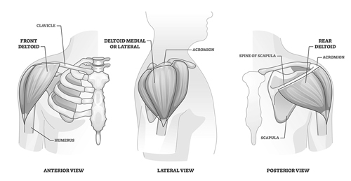 Deltoids