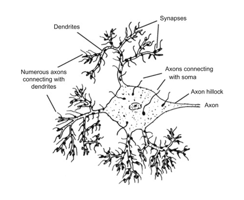 Dendrites