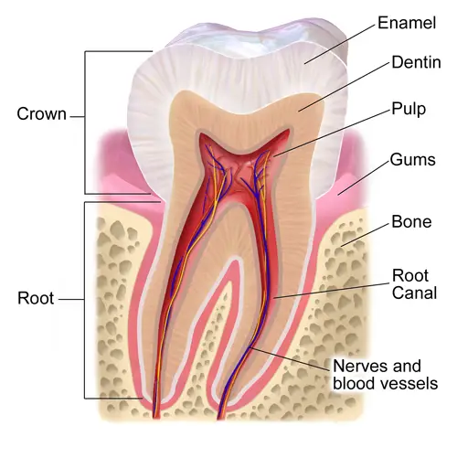 Dental pulp