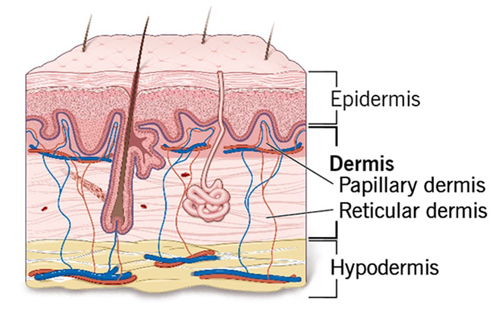 Dermis