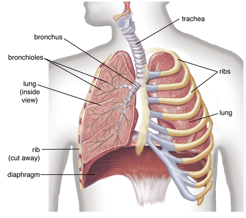 Diaphragm