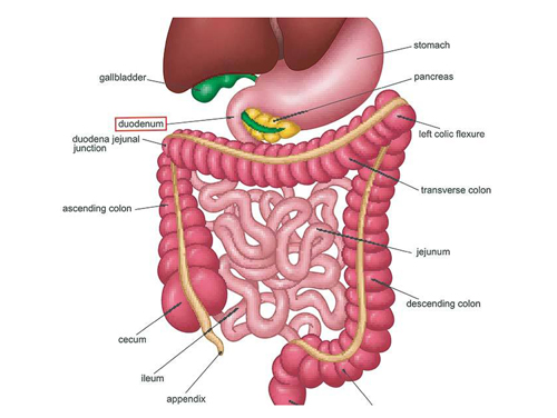 Duodenum