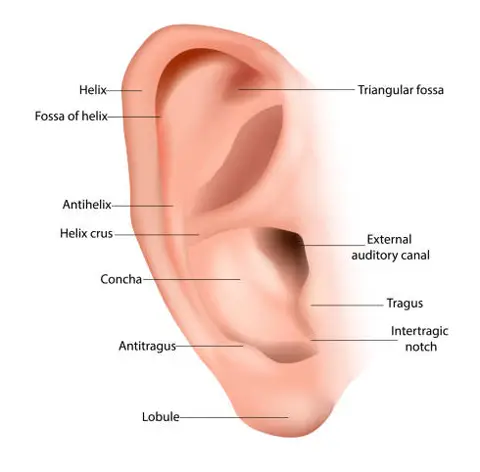 Ear Ossicle