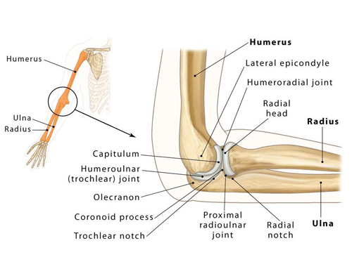 Elbow Region