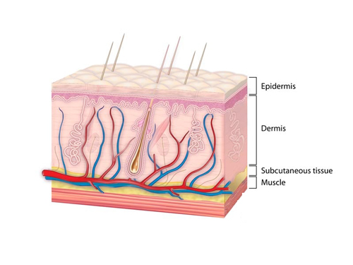 Epidermis