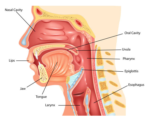 Epiglottis