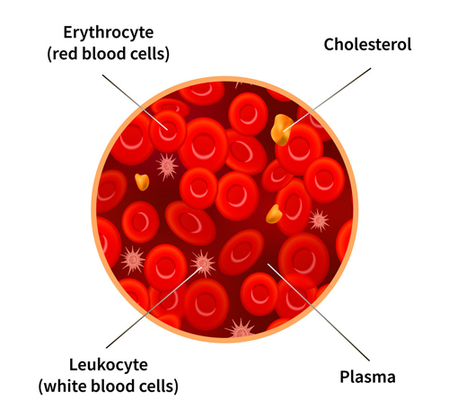 Erythrocytes