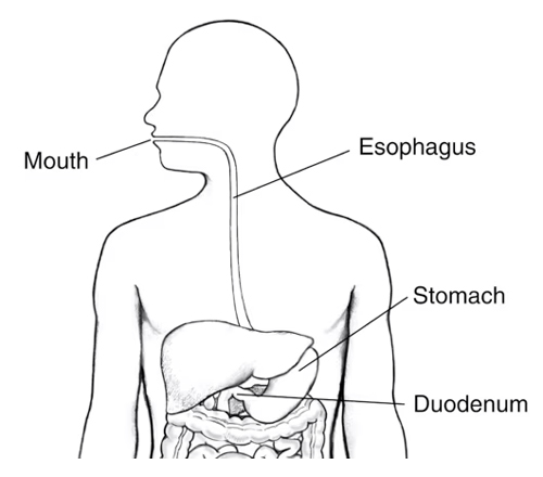 Esophagus