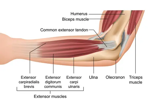 Extensor Muscles