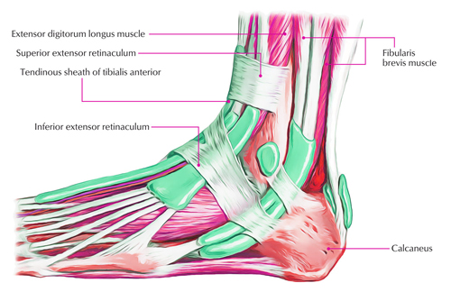 Extensor Retinaculum