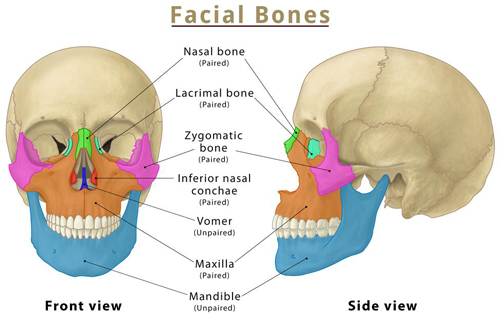 Facial Bones