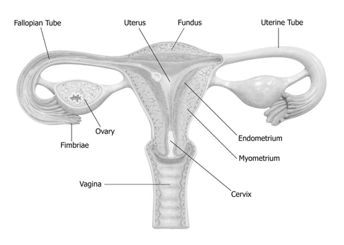 Fallopian Tubes