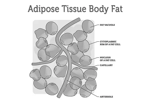 Fat Adipose Tissue