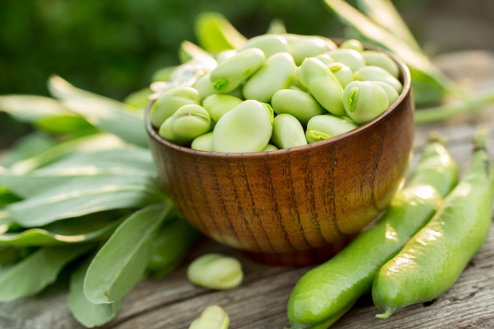 Fava Beans