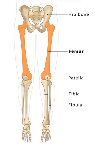 Femur