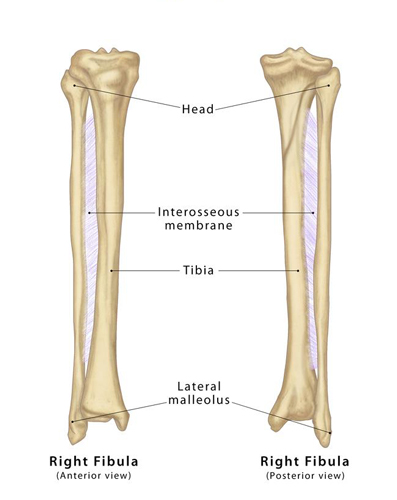 Fibula