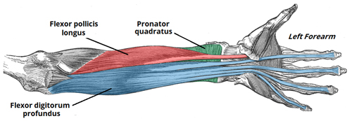 Flexor Muscles