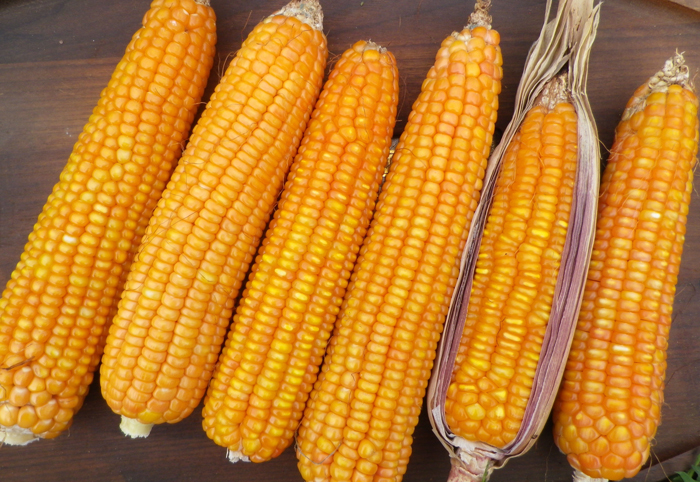 Flint Corn