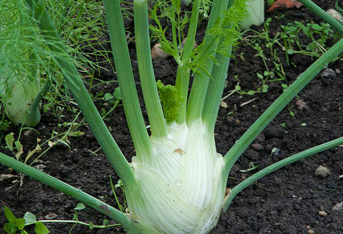 Florence Fennel