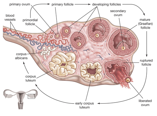 Follicles