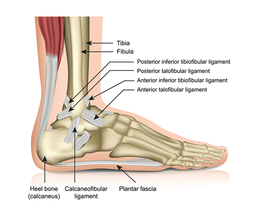 Foot Ligaments