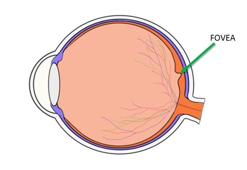 Fovea