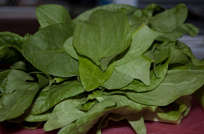 French Sorrel