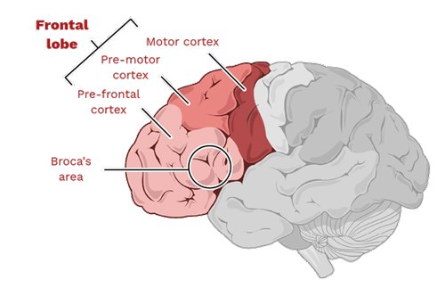 Frontal Lobe